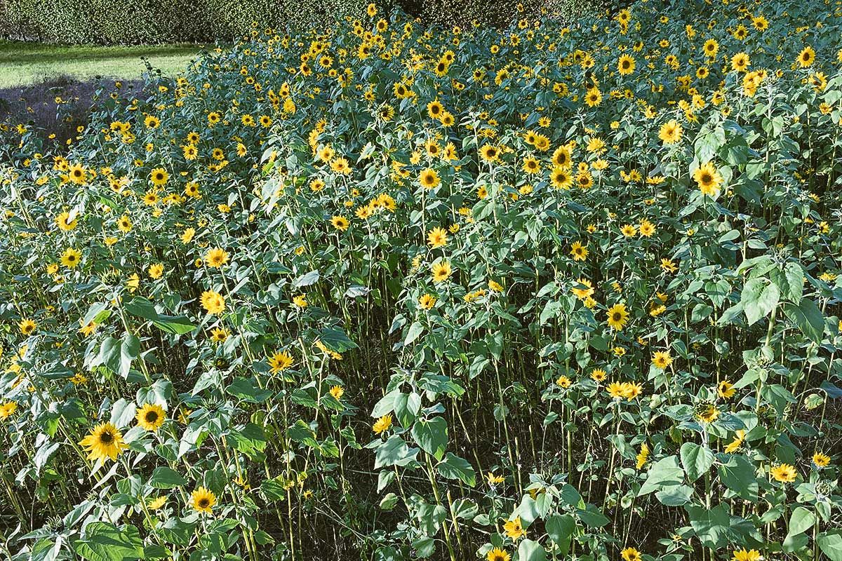 Sonnenblumen Goenhard Aarau