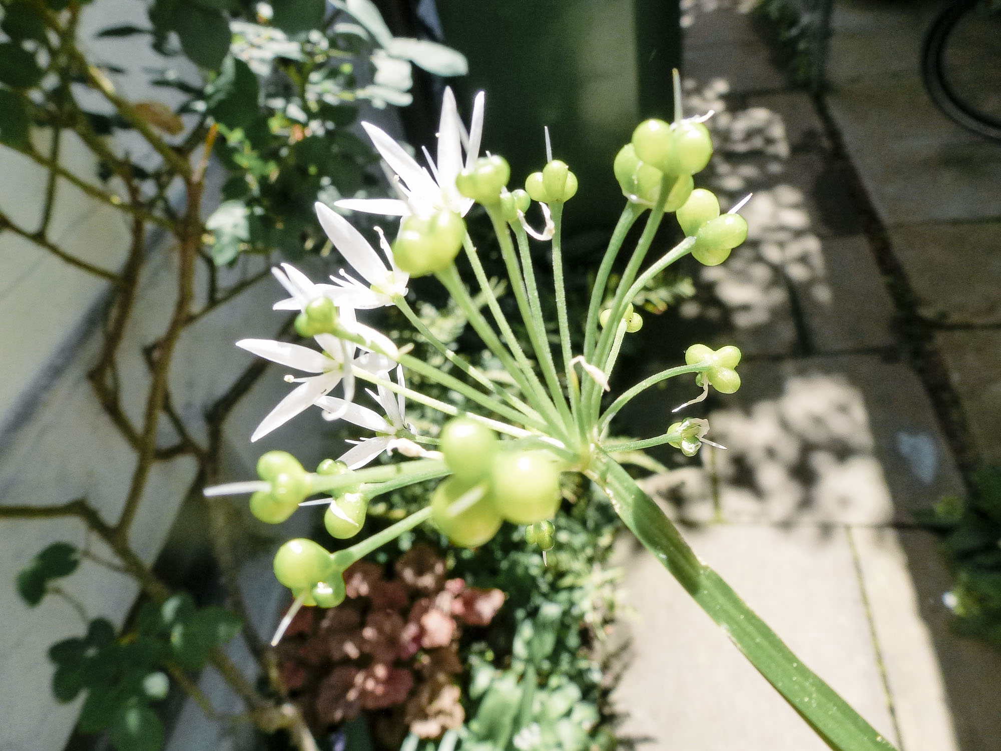 Bärlauchblüte Rezept - Lammrücken Mit Bohnen Rezept